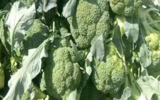西蘭花的養(yǎng)護條件，生長溫度最低不可低于5℃