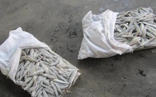 狗魚的生活習(xí)性，我國有黑斑狗魚和白斑狗魚兩種