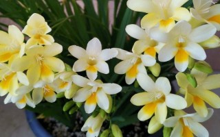香雪蘭花有沒有毒，屬于無毒植物可以養(yǎng)在室內(nèi)