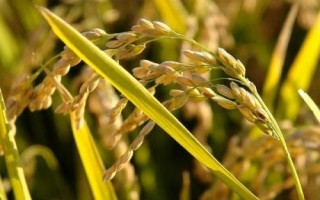 贛寧粳3號水稻種子介紹，栽插密度畝插1.8-2萬穴