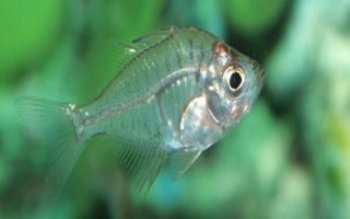 玻璃拉拉魚(yú)的食物，喜歡吃水蚤、紅蟲(chóng)、蚯蚓等活餌