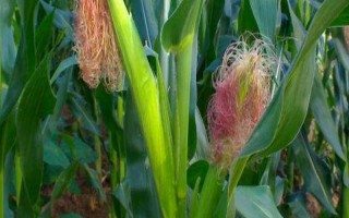 益玉918玉米種子介紹，（紅河）平均生育期127天