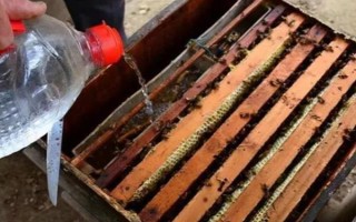 冬天如何對(duì)蜜蜂飼喂糖水，在飼喂器中添加糖漿再放入蜂箱中即可