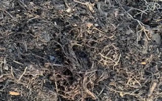 如何在家種植石斛，把枝條插入土中并澆水覆土