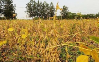 圣豆3號(hào)大豆種子特征特性，中等肥力地塊4萬(wàn)—5萬(wàn)株/畝