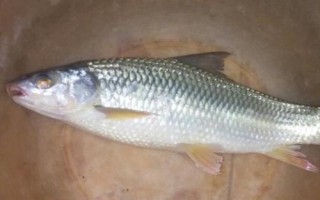 鯪魚簡(jiǎn)介，是常見(jiàn)的淡水魚類