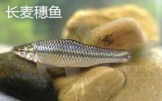 麥穗魚的種類，部分品種已被列入保護名錄