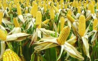 冀糯181玉米種簡介，注意和其它品種有效隔離
