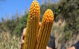 鏡泊湖綠單15玉米種子特點(diǎn)，選擇中等以上肥力地塊