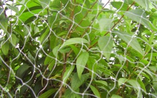 菜園瓜地怎么驅(qū)鳥，可以掛布條、扎稻草人等