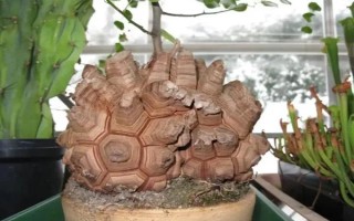 怎么養(yǎng)龜甲龍，盛夏季節(jié)將其移到通風透氣的陰涼環(huán)境中