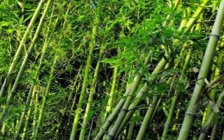 北方的大型竹子有哪些，常見的有毛竹、紫竹、金鑲玉竹等