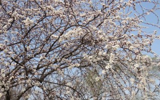 杏花的開花時間，花期在農(nóng)歷的2月份左右