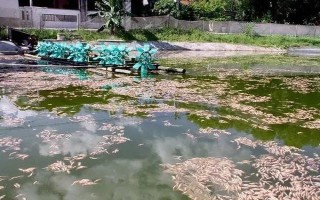 蝦對水質(zhì)的要求，不同品種對酸堿值的要求有區(qū)別