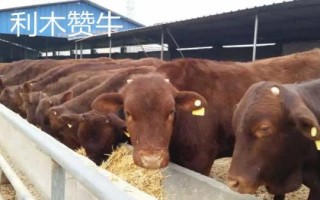 長得最快的四種牛，西門塔爾牛以瘦肉多而聞名