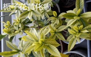 常見的梔子花病蟲害及防治方法，需對(duì)癥下藥