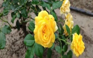 花開的多又抗病的月季品種有哪些，黃從容和夢(mèng)光環(huán)選的較多