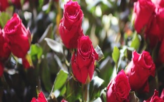 999朵玫瑰花代表什么，寓意無盡的愛、白頭偕老