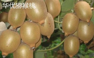 獼猴桃的名字由來，是受到獼猴的喜愛