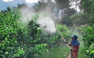 對(duì)果樹(shù)使用農(nóng)藥的原則，選擇正確的藥物才能起到防效