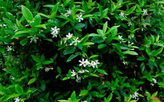 絡石如何養(yǎng)殖，生長季節(jié)盆土要保持稍濕潤