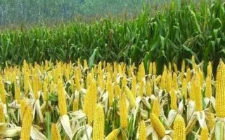 億嘉679玉米種子介紹，夏播適宜在5月底前播種