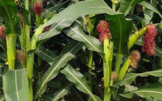 D1633玉米種子介紹，出苗至成熟127.3天
