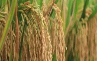 兩優(yōu)2469水稻種子特點(diǎn)，適宜在中等肥力水平下栽培