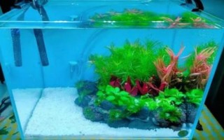 魚缸怎樣保持弱酸性水，可以給魚缸充氧