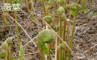 蕨菜和薇菜有什么區(qū)別，蕨菜通常偏紫色或呈褐色