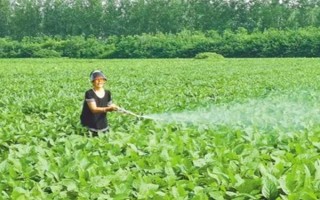哪種特效藥能解除除草劑的藥害，使用蕓苔素可以緩解、減輕藥害