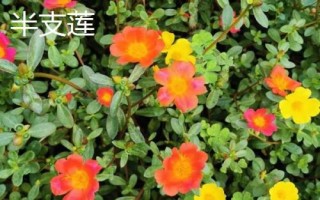 種植馬齒莧常見品種，繁殖方式包括播種和扦插