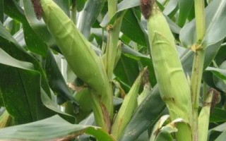 G1838玉米種子特點(diǎn)，注意玉米灰斑病的防治