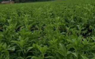 白術(shù)的管理方法，幼苗出土后要及時除草翻耕