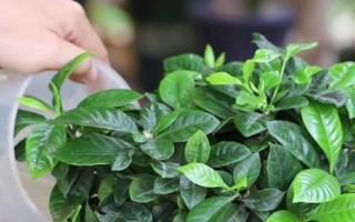 梔子花春天的養(yǎng)殖方法，春天要讓其有充足的水肥