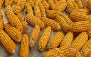 承單813玉米種簡介