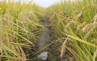 華浙優(yōu)261水稻品種簡介，每畝栽3－5萬穴