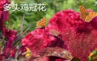 雞冠花有哪些品種，常見種類有鳳尾雞冠花、多頭雞冠花、瓔珞雞冠花