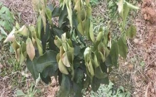 果樹早春受到凍害怎么補救，增施肥料可恢復樹勢