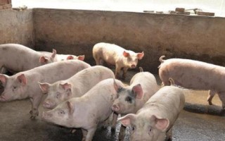 豬病了不吃東西怎么辦，需要及時(shí)給豬通便