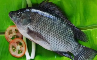 怎么釣5斤以上大羅非魚，可用手竿亦可用海竿或磯竿