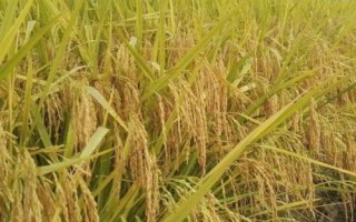 昌兩優(yōu)香久久水稻種子特征特性，全生育期126.5天