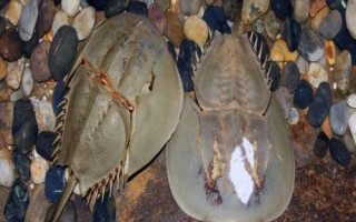 鱟魚(yú)有沒(méi)有毒，屬于有毒動(dòng)物