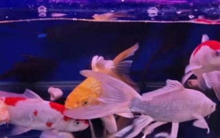 初次養(yǎng)魚的注意事項(xiàng)，要選擇容易養(yǎng)活的品種