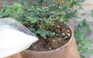 純牛奶兌水能澆花嗎，純牛奶兌水可以澆花