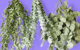 尤加利的養(yǎng)殖方法，每天曬光6小時(shí)左右