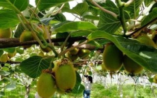 獼猴桃各個(gè)階段管理要點(diǎn)，不同階段的管理要點(diǎn)不同