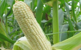 仲甜16號(hào)玉米種子介紹，4月中旬播種