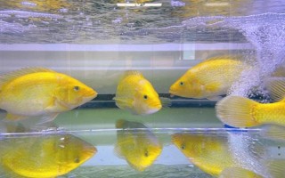 黃金鯛好不好養(yǎng)，飼養(yǎng)難度低適合新手