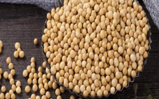 北豆40大豆種子介紹，在適應(yīng)區(qū)5月上旬播種